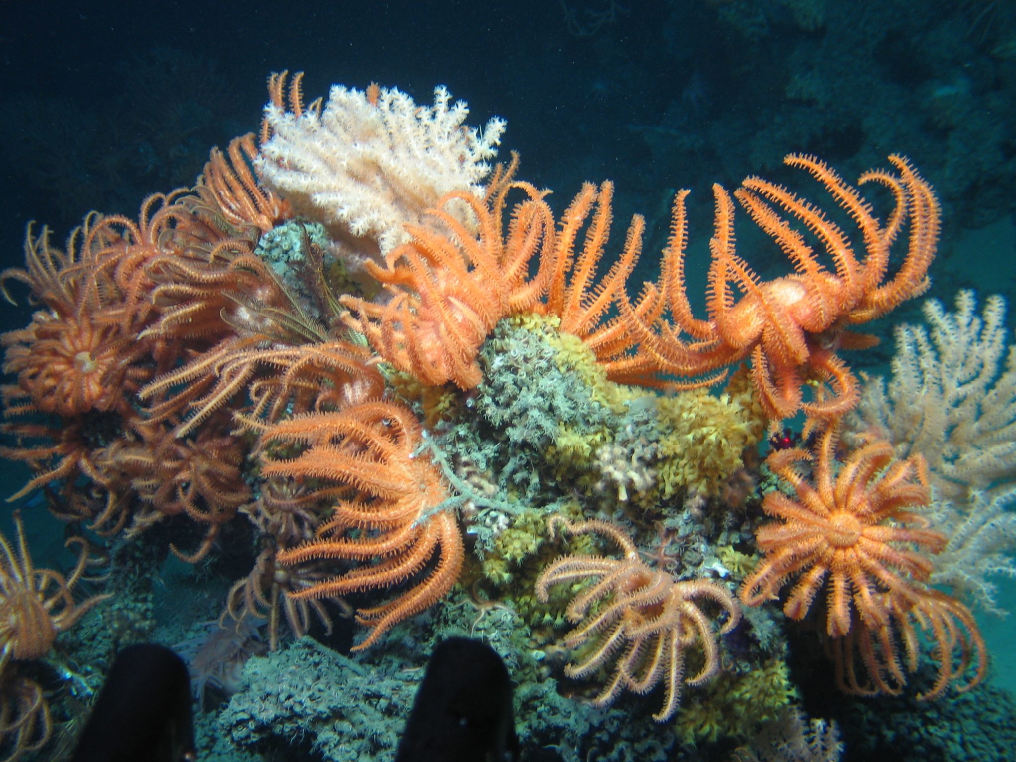 orange brisingids on coral__Courtesy of the Marine Institute